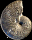 Taramelliceras dentostriatum