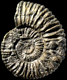 Peltoceras schroederi morphe courvillei (m)
