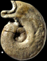 Ochetoceras canaliculatum morphe subclausum (m)