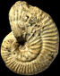 Ochetoceras hispidiforme morphe basseae (M)