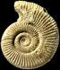 Passendorferia obliqueplicata (M)