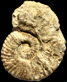 Gregoryceras pervinquieri