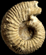 Hemigarantia julii (m)
