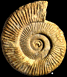 Perisphinctes sp.