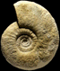 Procerites (Procerites) quercinus (M)