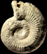 Cadomites orbignyi (M)