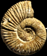 Perisphinctes bonarellii (m)