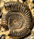 Entogonites saharensis