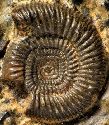 Ammonites et aliae spirae II - Entogonites saharensis