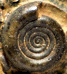 Nomismoceras sp. juv.