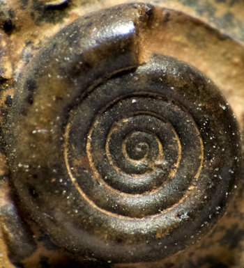 Ammonites et aliae spirae II - Nomismoceras sp. 1