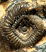 Entogonites saharensis juv.
