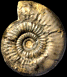 Choffatia sulcifera (M)