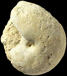 Eutrephoceras sp.