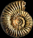 Arieticeras ruthenense