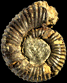 Reynesoceras ragazzoni (M)
