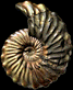 Otohoplites subhilli forme bulliensis
