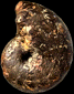 Phylloceras (Goretophylloceras) subalpinum
