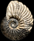 Dimorphoplites gr. pinax-doris