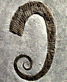 Hamites (Hamites) virgulatus