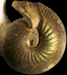 Sphaeroceras brongniarti (M)