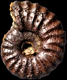 Brancoceras (Brancoceras) flexuosum