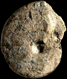 Beudanticeras beudanti