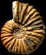 Colombiceras tobleri