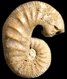 Scaphites obliquus