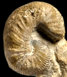 Scaphites obliquus