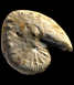 Scaphites hippocrepis iii (M)