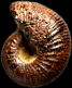 Scaphites poissoni