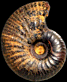 Scaphites roedereri