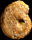 Macrocephalites cf. jacquoti (M)