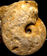 Macrocephalites sp. (M)