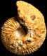 Macrocephalites herveyi morphe grantanus (m)