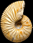 Macrocephalites cf. tuguriensis