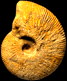 Macrocephalites subcompressus (m)