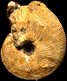 Macrocephalites verus