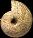 Macrocephalites sp. (M)