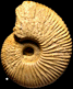Macrocephalites lamellosus