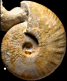Macrocephalites gr. gracilis (M)