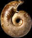 Labyrinthoceras meniscum (M)