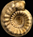 Teloceras coronatum (M)