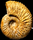 Paragarantiana ipfensis (M)