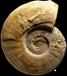 Sonninia (Euhoploceras) modesta (M)