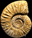 Sonninia (Euhoploceras) marginata