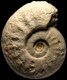 Sonninia (Papilliceras) phlyctaenodes (M)