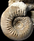 Stephanoceras (Stephanoceras) sp. (M) juv.