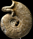 Oecotraustes umbilicatus (m)